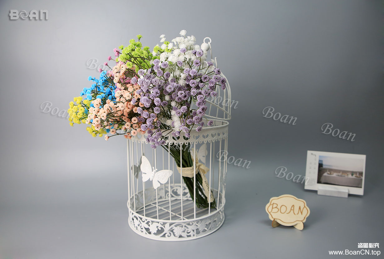 Gypsophila(HMTX03-2)