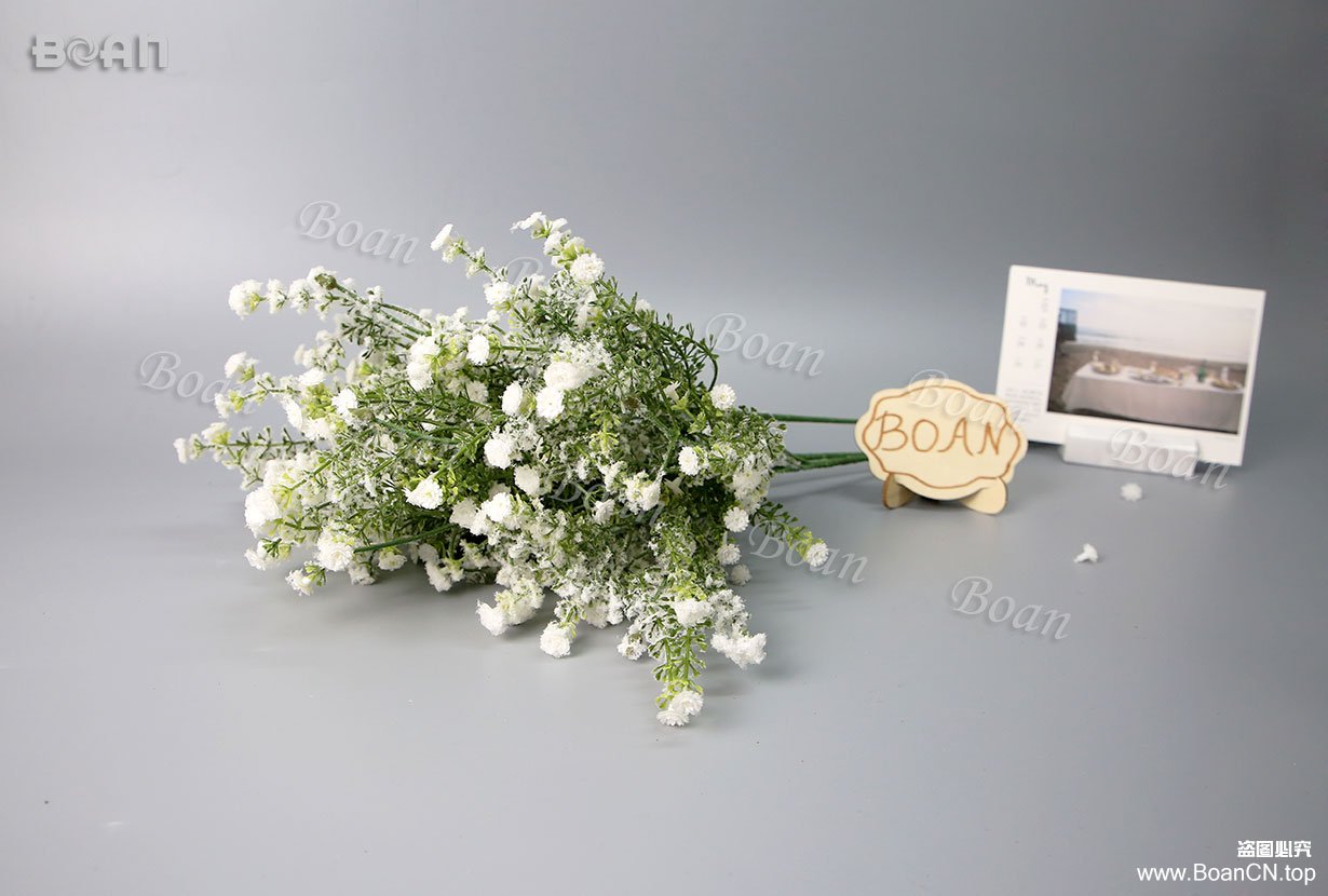 Gypsophila(HMTX02-7)