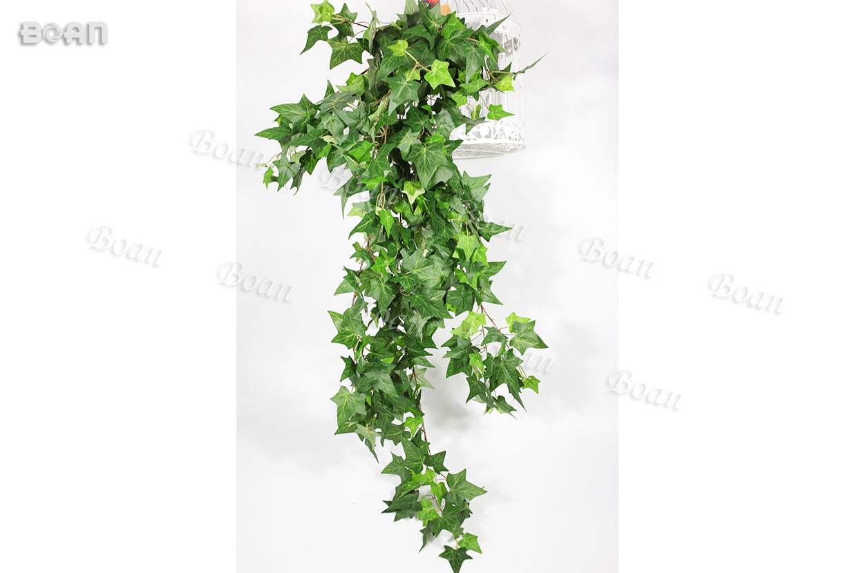 Ivy hanging(TCCT01-1)