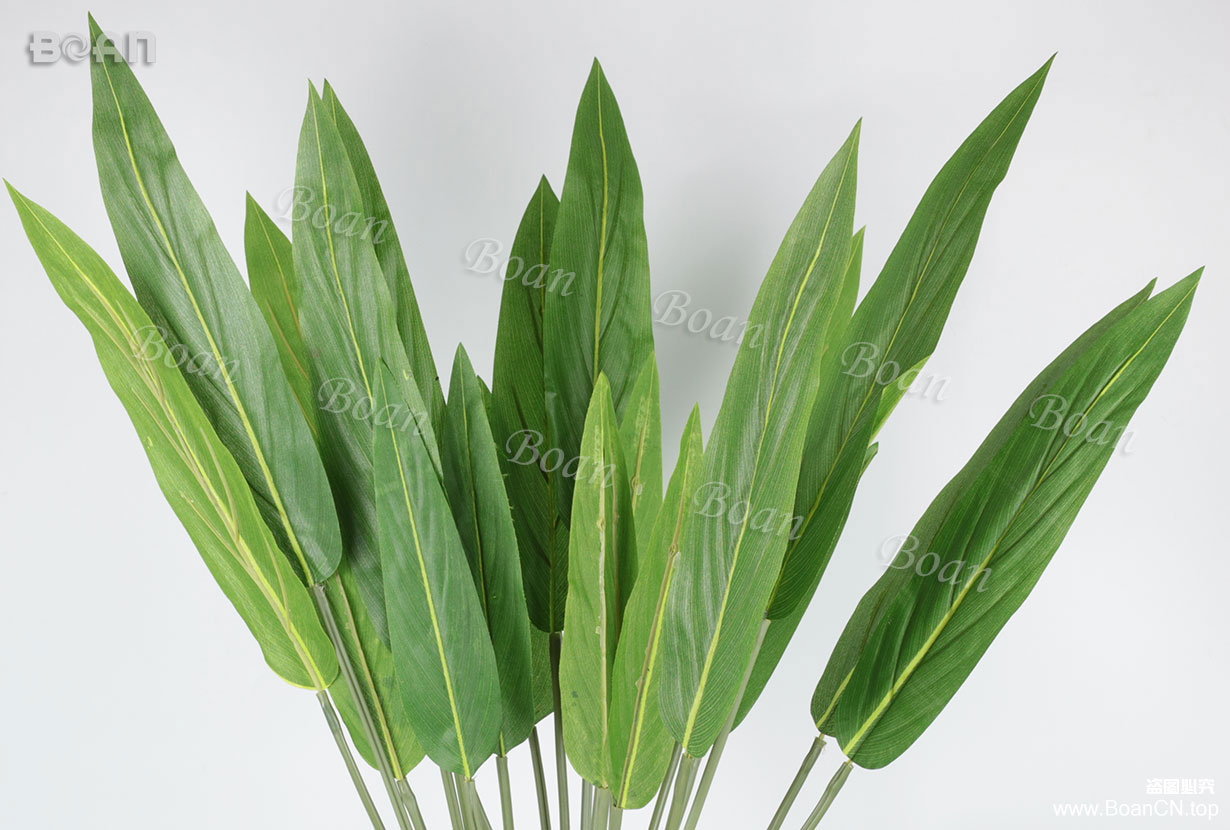 Common reed leaves bundle(YYL01-1)